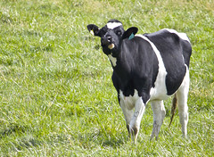 <p>cow</p>