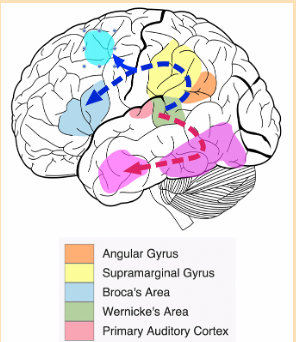 <p>incoming from primary &amp; secondary auditory, and visual areas ; subserves stimulus recognition</p>