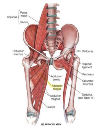 <p>Adductor Longus - Adductor</p><p>I</p>