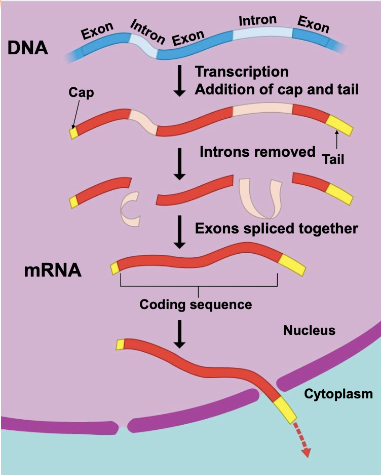 <p>.In a eukaryotic cell, the nuclear envelope separates transcription from translation.</p><p>.Eukaryotic RNA transcripts are modified through RNA processing to yield the finished mRNA which is exported from the nucleus.</p>