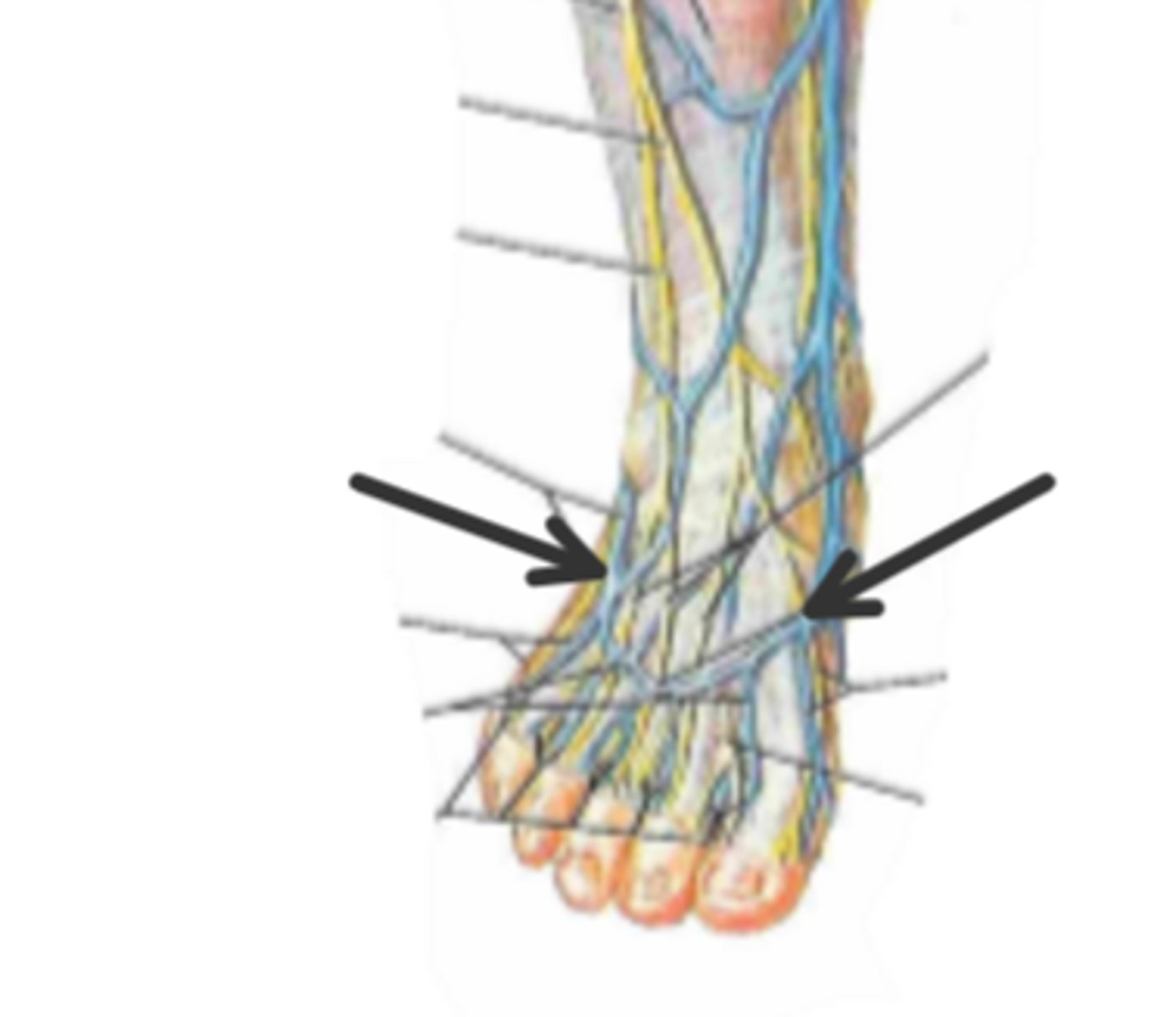 <p>identify the structure(s) indicated by the arrow</p>