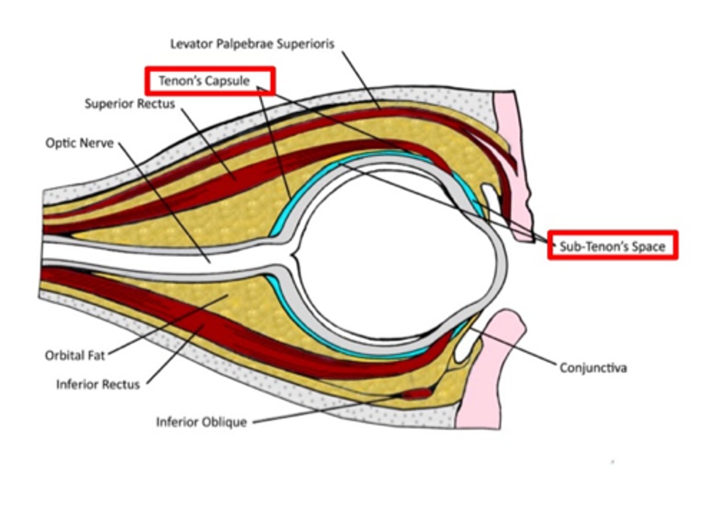 <p>Bulbar fascia encasing globe, continuous with optic nerve dura, allows smooth eye movement, site for anesthetic injections, barrier to infection.</p>