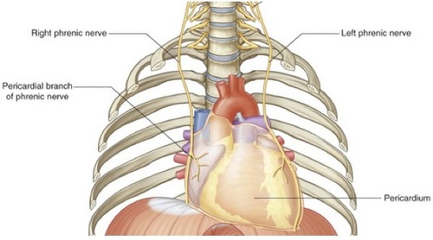 <p>sensory (pain is referred to the skin of dermatomes C3 - C5, area where we more commonly receive sensation)</p>