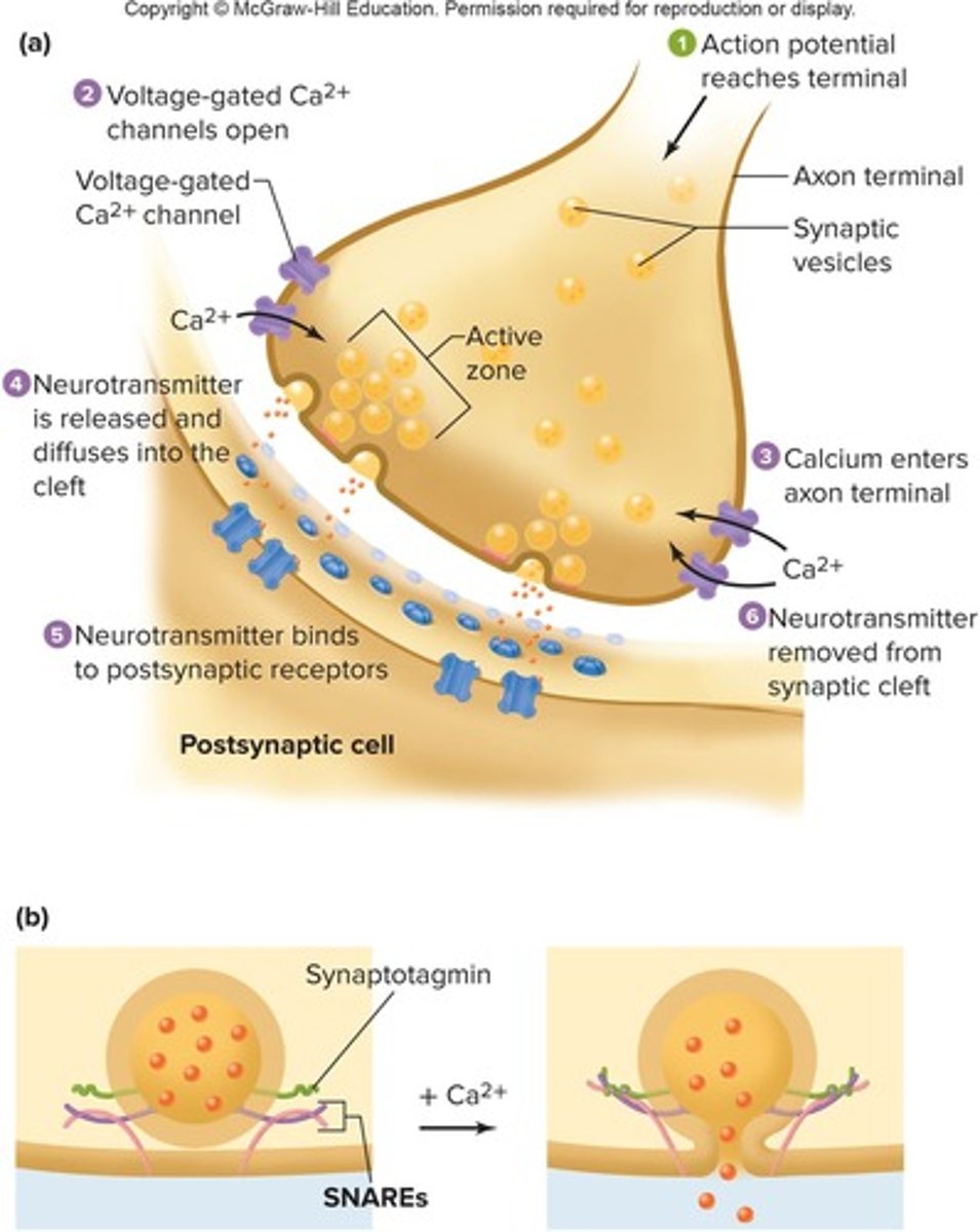 <p>It destroys SNARE proteins, preventing vesicle fusion and inhibiting neurotransmitter release.</p>
