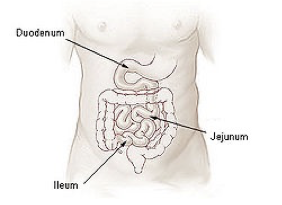 <p>Follows the duodenum, approximately 2.5m long, contains many more folds than the duodenum</p><p>The lining of the jejunum is specialized for absorption</p><p></p>