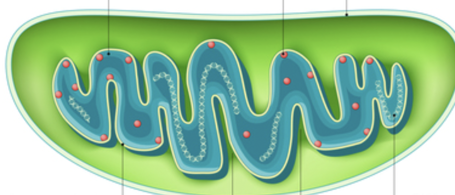 <p>Label the parts of the mitochondrion from top left</p>