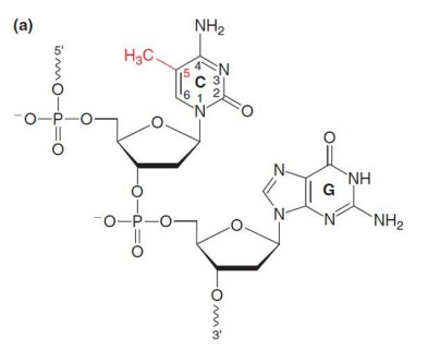 <p><em>Does not apply to invertebrates and unicellular eukaryotes</em></p><p></p><p>Addition of a methyl group by DNA methyltransferases (DNMTs) to carbon 5-cytosine in the context of a CpG dinucleotide</p><p></p><p>CpG islands near promoters control gene expression:</p><p>Unmethylated, chromatin is open</p><p>Methylated, chromatin is closed</p>