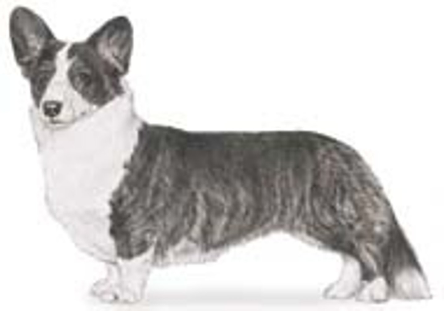 <p>Herding</p>