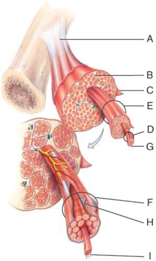 <p>Which of the following structures are made of dense regular connective tissue?</p>