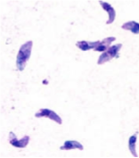 <p>infects cats and other domestic animals. Contact with infected feces may result in transmission to humans, nonmotile </p>