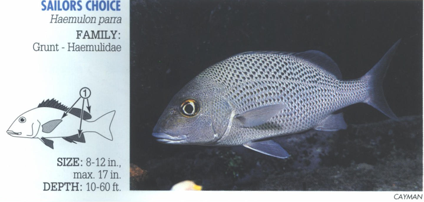 <p><span>Distinct scale pattern accentuated by black spots forms lines over body. 1. Fins dusky to dark (except pectoral which may be light).&nbsp;</span></p>