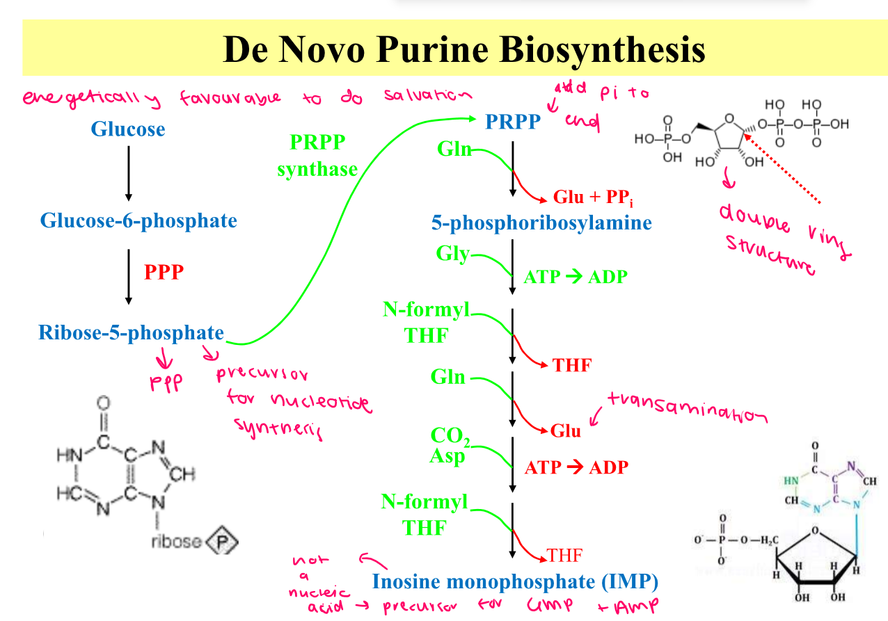 From here, go to AMP and GMP (via ASp + GTP and Gln and ATP) 