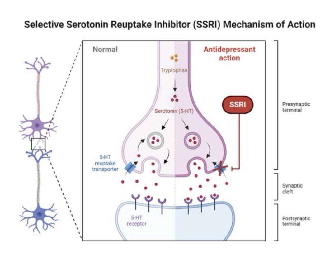 <p>Serotonin is a neurotransmitter that is frequently associated with feelings of well-being, contentment and joy. Selective-serotonin reuptake inhibitors (SSRIs) are a common class of antidepressants and antianxiety medications. Their mechanism of action is shown to the right. How do SSRIs reduce anxiety/depression?</p><p>a. SSRIs increase the production of serotonin by</p><p>the signaling cell.</p><p>b. SSRIs increase the number of serotonin</p><p>receptors produced by the target cell.</p><p>c. SSRIs decrease the dissociation constant of</p><p>serotonin and the serotonin receptor.</p><p>d. None of the above</p>