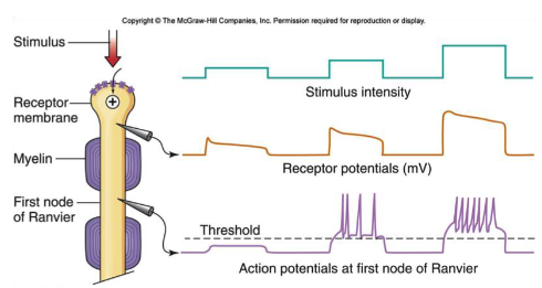 <p>region adjacent to receptor region, where voltage-gated channels are located +<strong> action potentials are generated</strong> if receptor potential exceeds threshold </p>