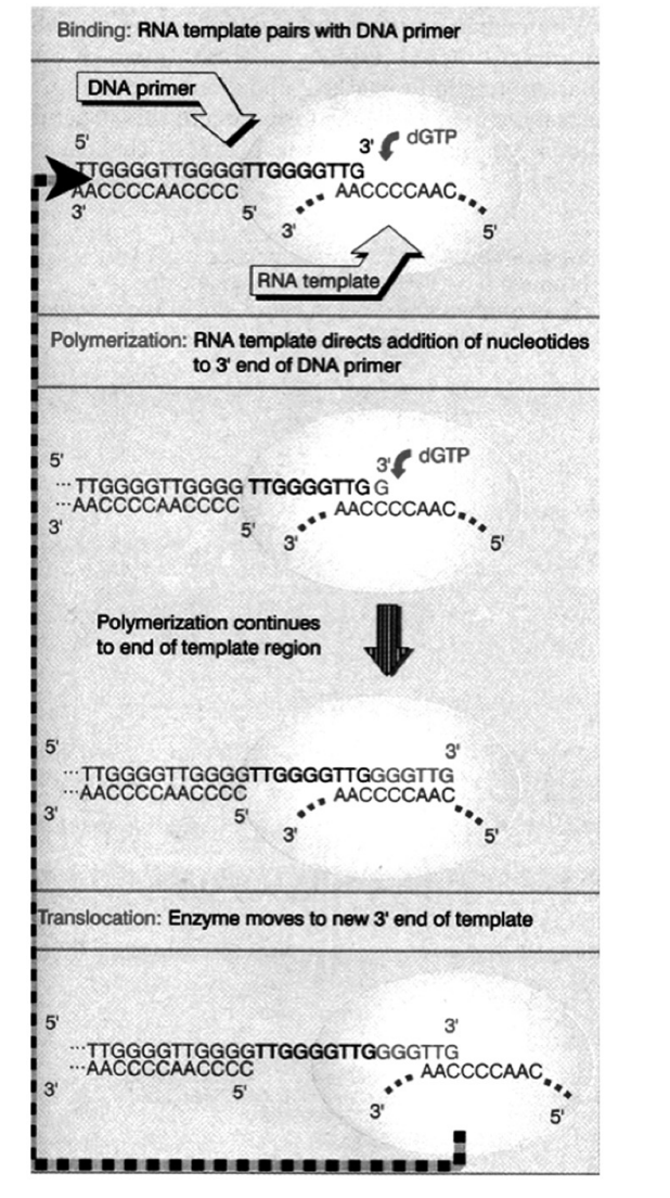 <ol><li><p>Enzyme telomerase can<strong> elongate</strong>&nbsp;the ends by</p></li><li><p>synthesising and adding new telomere repeats onto the ends</p></li><li><p><strong>using own RNA template</strong></p></li></ol><p></p>
