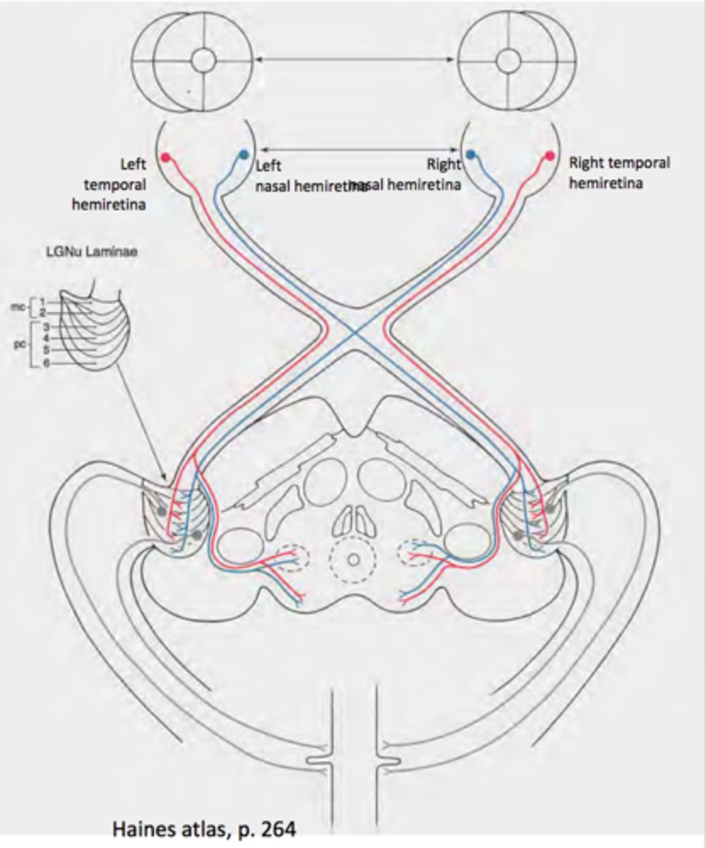 <p>In the case of vision, those optic nerve fibers that project from one eye to the opposite side of the brain</p>