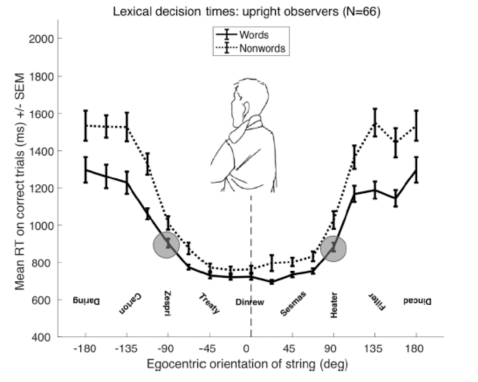 <ul><li><p>Person is upright: Symmetric effect of orientation (+- 90) which is unexpected since we read from top to bottom </p></li><li><p>Person is turned: A big asymmetry now: -90 takes a lot more time than 90. This is because 90 aligns with gravity</p></li></ul>