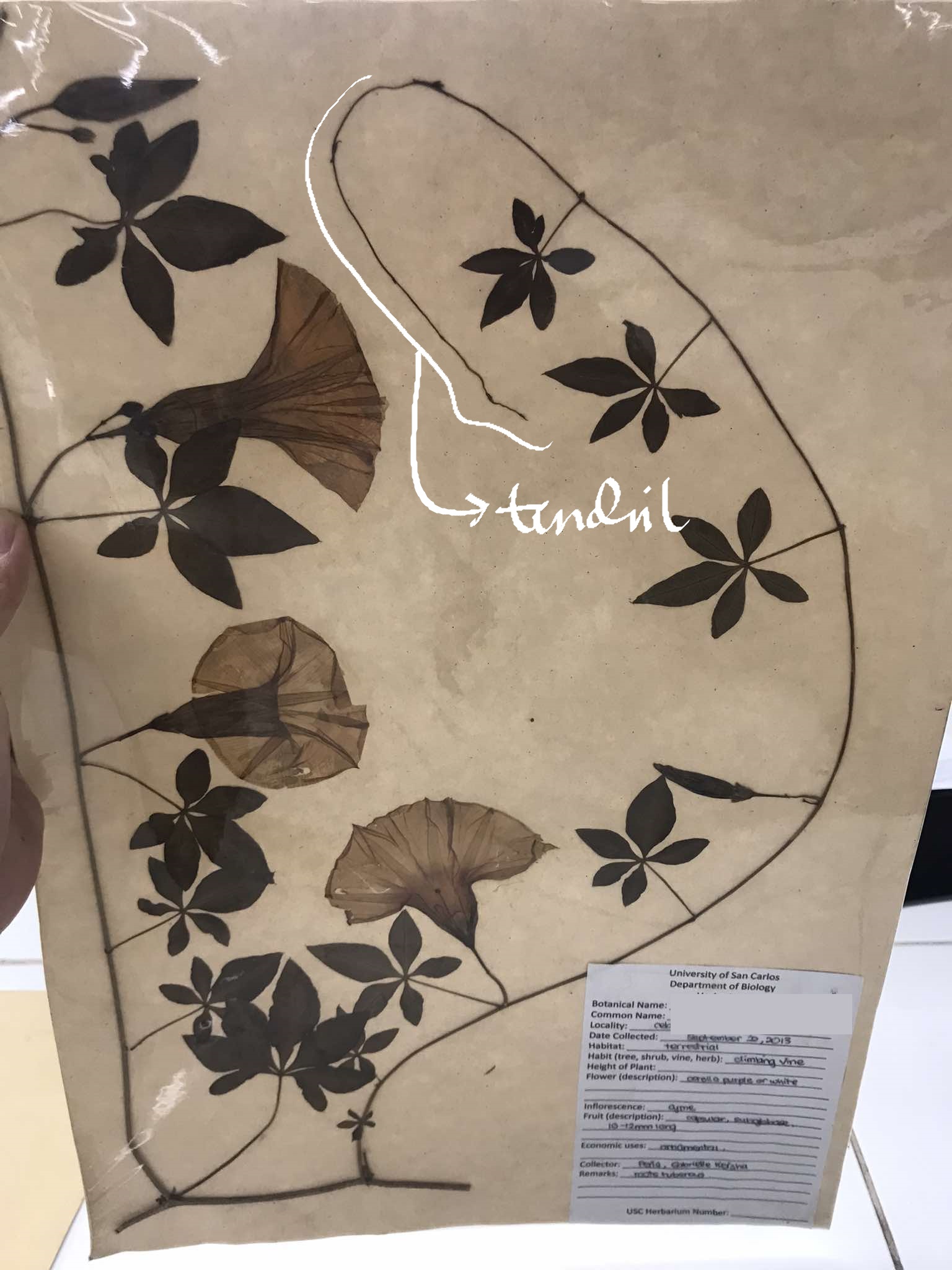 <p>tendrils; morning glory</p>