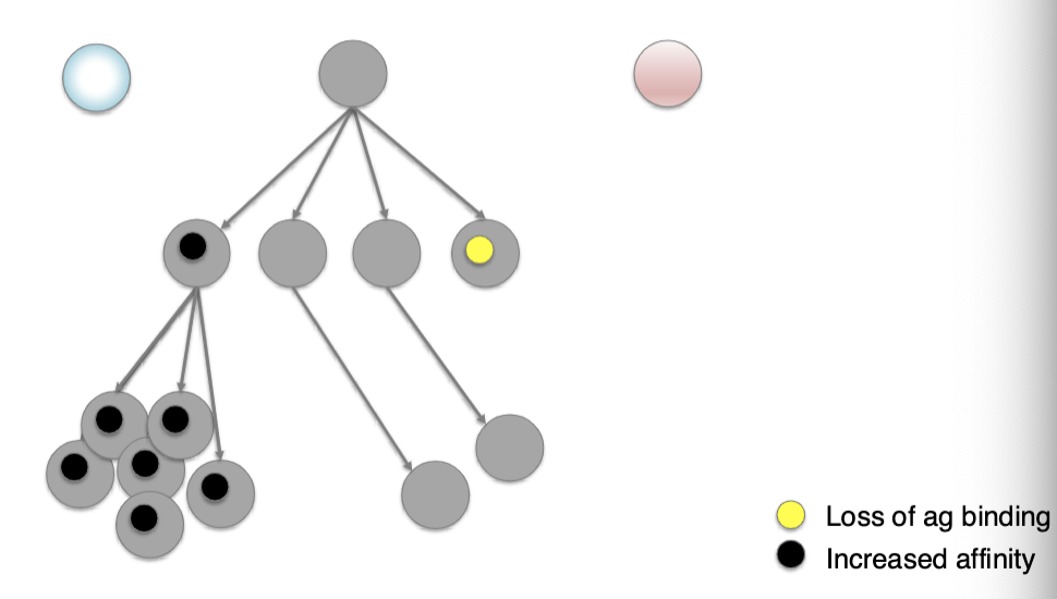 <p>affinity maturation via point mutations in Ab variable regions AND antigen competition</p>