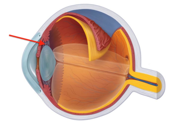 <p>Vascular layer<br>Fine threads that connect the ciliary body to the lens; contraction and relaxation of the smooth muscle changes the shape of the lens to focus light on the retina.</p>