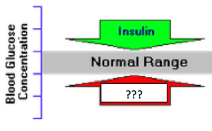 increases blood glucose levels; instructs liver and muscle cells to convert glycogen to glucose and release it into the blood; secreted by the pancreas