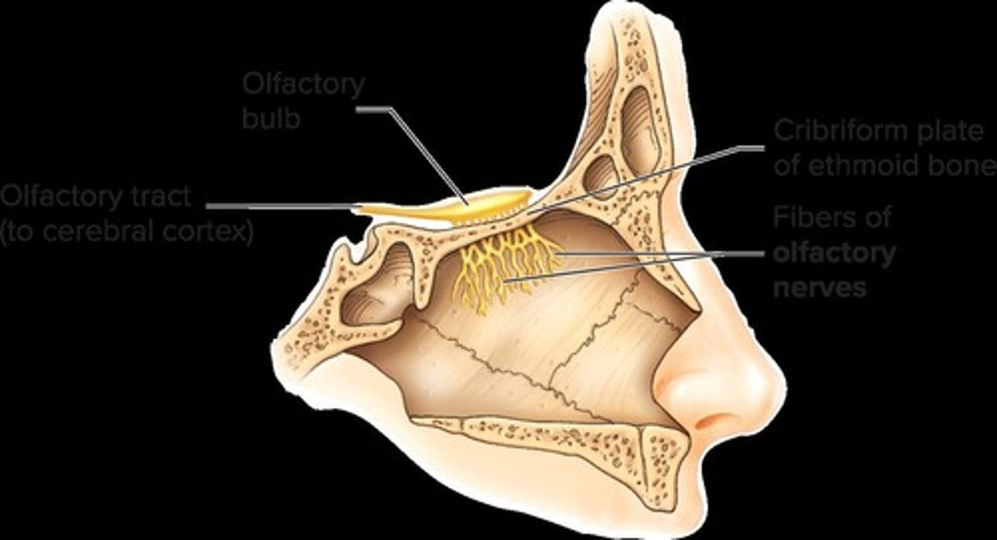 <p><span style="color: rgb(241, 156, 20);"><strong>SENSORY</strong></span></p><ol><li><p>responsible for the sense of smell (olfaction)</p></li></ol><p></p>