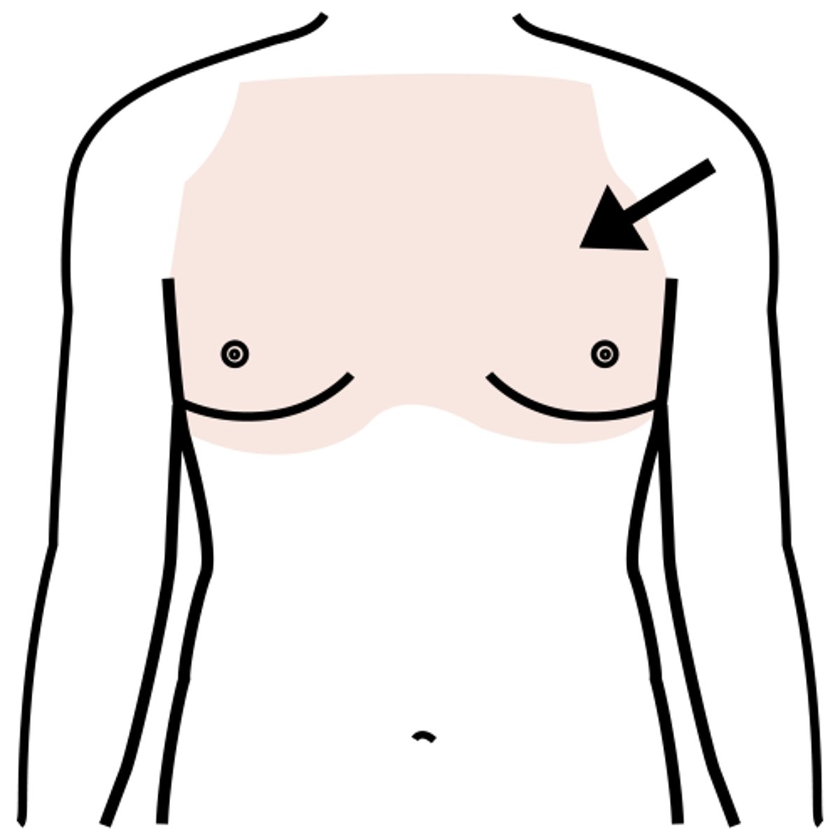 <p>breast / chest</p>