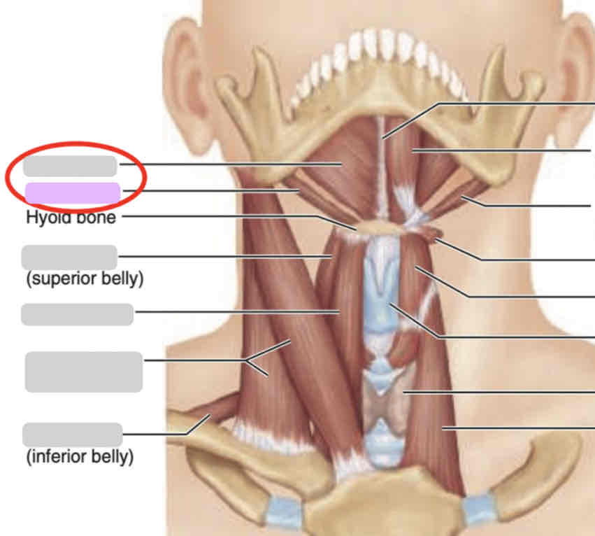 <p>Anterior neck (deep)</p>