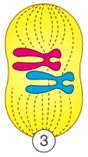 <p>What phase of mitosis is this?</p>