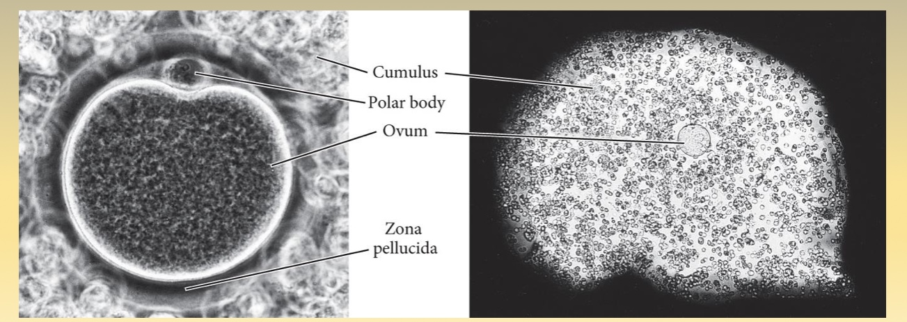 <p>What structures of the egg are involved in sperm recognition and fusion?</p>