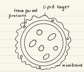 knowt flashcard image