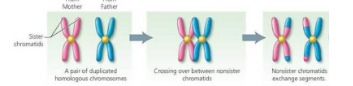 <p>Just like mitosis…</p><ol><li><p>The chromatin condenses into chromosomes</p></li><li><p>The nuclear membrane disappears</p></li></ol><p>New process</p><ol start="3"><li><p>Each pair of homologous chromosomes pair up side by side, forming a tetrad</p></li><li><p>Crossing over happens, where the paternal and maternal chromatids connect at one or more points and exchange their segment of DNA</p></li><li><p>Centrosomes move towards opposite ends</p></li></ol><p></p>