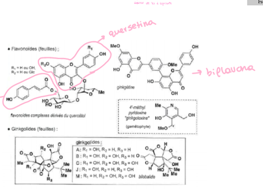 <p>Compostos: Derivados da quercetina, campferol, biflavonas e terpenos</p><p>Ação: inibidor do fator de ativação de plaquetas (PAF) devido aos terpenos; atividade antirradicalar; inibição da LOX e COX devido aos flavonoides.</p><p>Uso: insuficiência cerebral (há mais irrigação e por isso melhora o função cognitiva)</p>