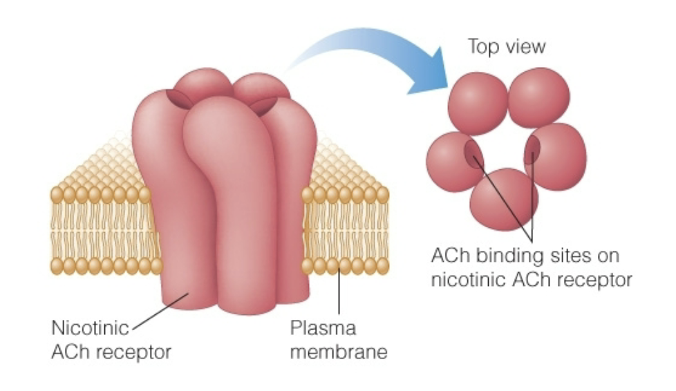 <ul><li><p>Also activated by nicotine</p><ul><li><p><u>Nicotine is an agonist</u> for this receptor</p></li></ul></li><li><p>Ionotropic</p></li><li><p>Found on skeletal muscle, autonomic neurons, and CNS</p></li><li><p>Non-specific cation channel</p><ul><li><p>Permeable to Na+, K+, and sometimes Ca2+</p><ul><li><p>Na+ mostly moves through because it has a super high driving force</p></li></ul></li><li><p>Excitatory</p></li></ul></li></ul><p></p>