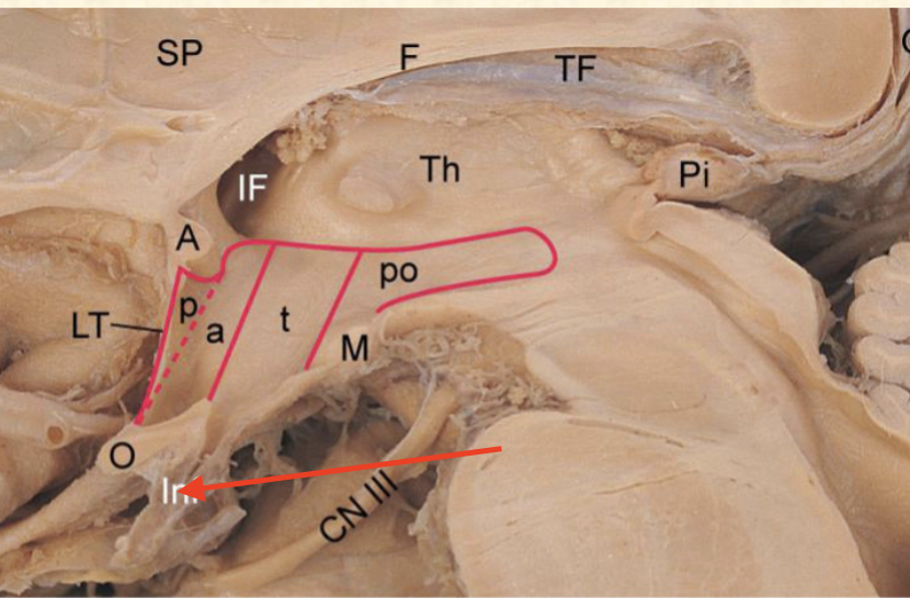 <p>fibery stalk that connects the hypothalamus to the pituitary gland</p>
