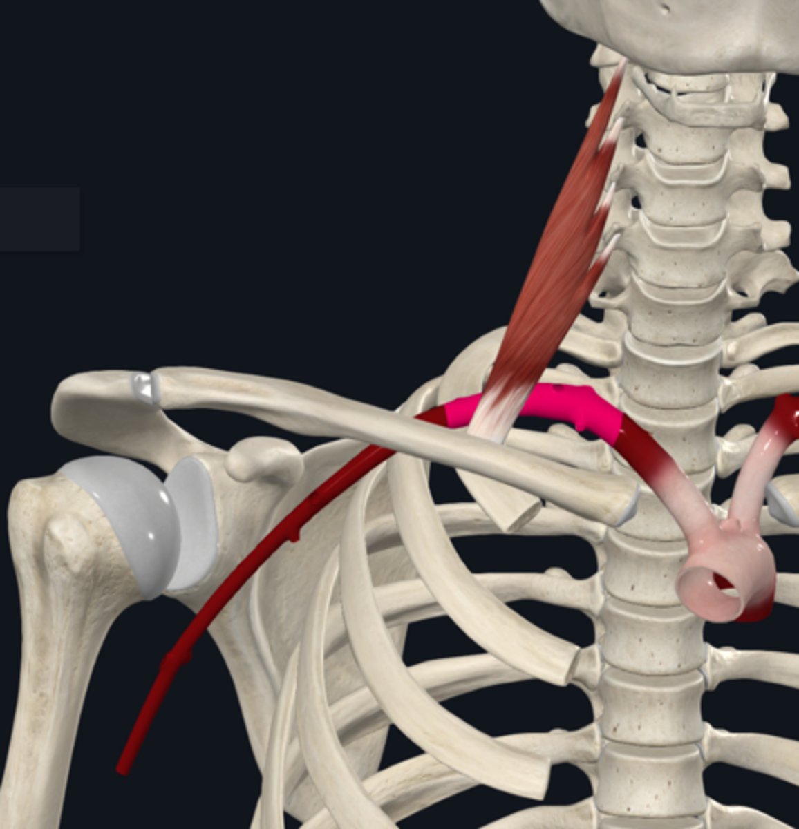 <p>What is the course of the subclavian artery?</p>