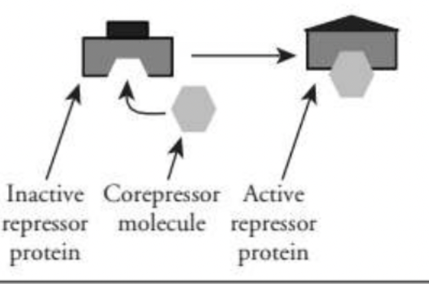 <p>The activator protein becomes active and binds to the promoter</p>