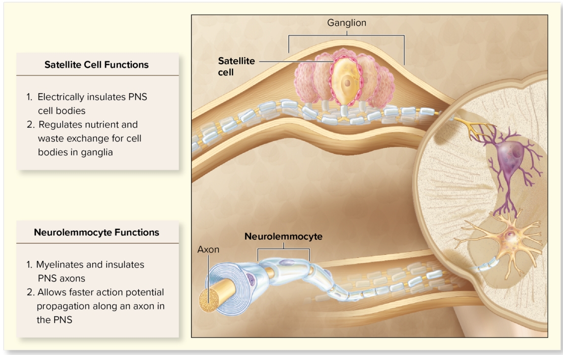<p>Glial cells within CNS: Schwann (neurolemmocytes)</p>