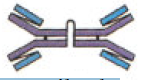 The antibody type shown at right has what special feature? 

\
A. It can cross the placenta to protect the fetus. 

B. It can activate ADCC better than other antibody types. 

C. It is involved in the Type I hypersensitivity response. 

D. It is the major antibody found in mucus membranes. 

E. It is the first antibody produced in response to an infection. 