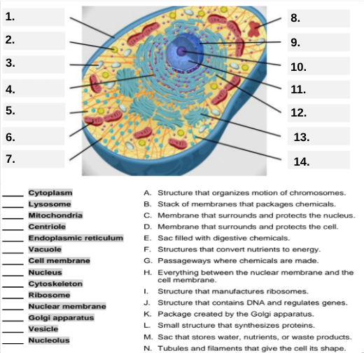 <p>Box #9 shows the organelle that modifies and packages proteins — which one is it?</p>