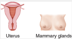 <p>controls milk ejection and stimulates birthing contractions</p>