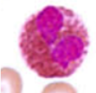 <p>Name the cell</p>