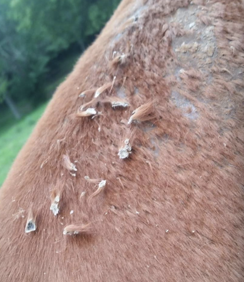 <p>Crusted papules with “paintbrush” tufts of hair, often on the dorsum, face, neck, and distal limbs. In severe cases, lesions can become painful or secondarily infected</p>