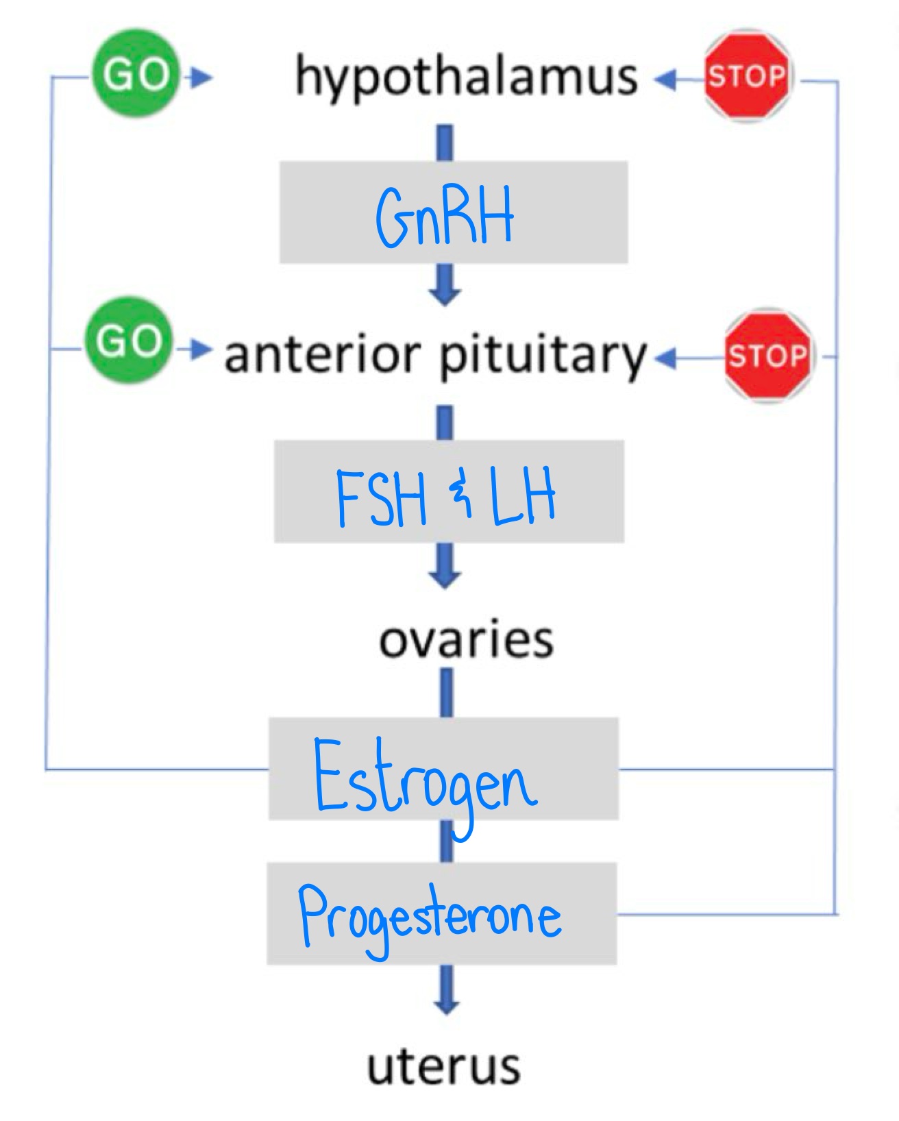 knowt flashcard image