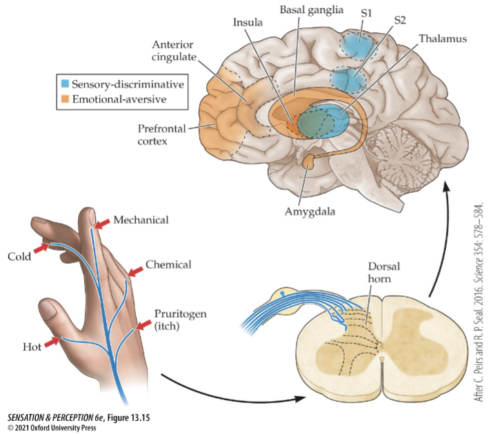 <ol><li><p>limbic system (anterior cingulate, insula, amygdala): processing of emotion</p></li><li><p>prefrontal cortex: modulating pain perception, chronic pain emotional response</p></li></ol><ul><li><p>based on more than just sensory factors</p></li></ul><p></p>