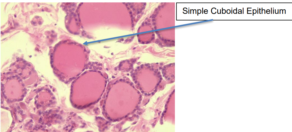 <p>Characteristics: Single nuclei and cubed shape</p><p>Function: Secretion absorption, and protection</p><p>Location: Lines the glands and ducts </p>