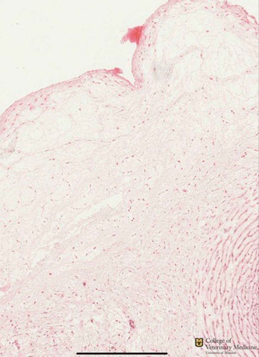 <p>What tissue type is shown as a whole?</p><p>What structure is it typically found?</p>