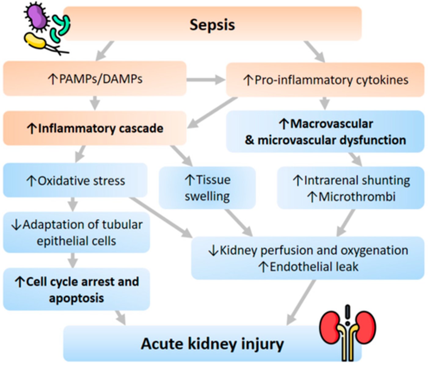 <p>- d/t hypotension &amp; organ hypoperfusion => renal ischemia</p><p>- normal renal flow: 20% of CO => renal fx affected within 15-20 min of ischemia</p><p>- S&amp;S: oliguria (< 0.5mL/kg/hr) (too little urine output => need adequate perfusion to produce filtrate &amp; increase fluids &amp; vasoconstriction of vessels)</p>