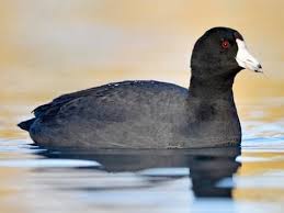 <p>What bird is this?</p>
