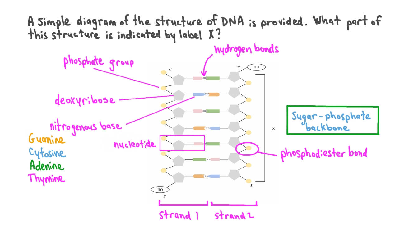 <p>Anti parallel strands, nucleotide bonds, complementary base pairing, nitrogenous bonds</p>